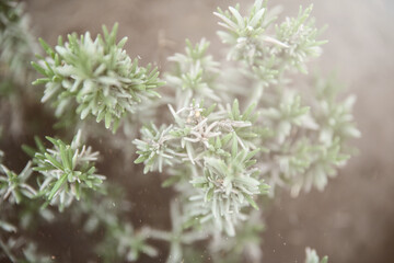 green mood or life in the village