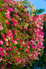 A snap of nature scenery