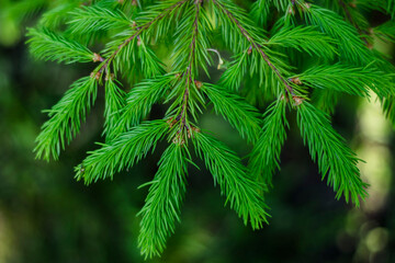 spruce branch, green, close-up. new year. Christmas
