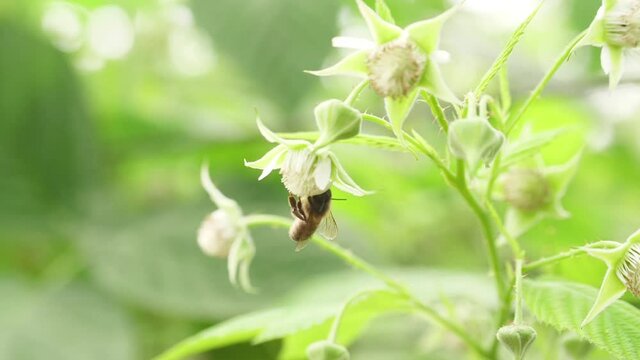 Honey bees on flower pollination macro shot slow motion