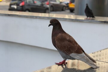 pigeon in the city