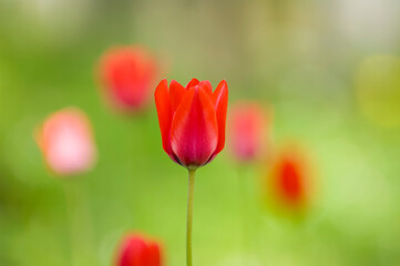 Obraz premium Tulips on sunny spring day, Sweden