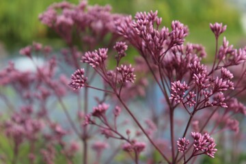 Fototapeta premium pink flowers in the field