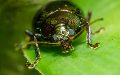Details of insects seen by the macro lens