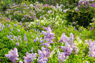 Lilac bush on summer day