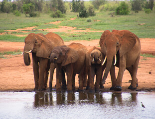 Fototapeta na wymiar A Group of Elephants in Tsavo East NAtional Park