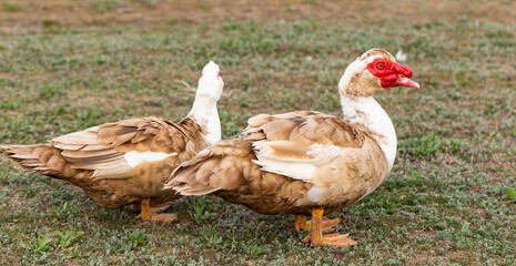 Muscovy duck (Cairina moschata momelanotus) is a large duck native to Mexico and Central and South America. A pair of waterfowl.