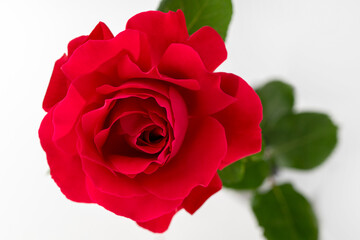 Rose Close up
