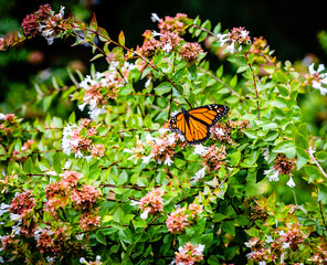 monarch butterfly on a flower