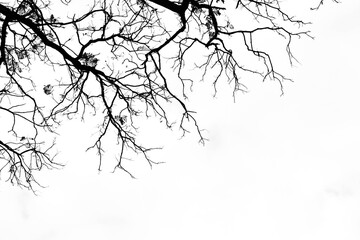 beautiful tree branch isolated on pale white background