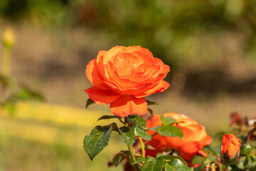 orange roses in garden