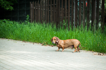 A young energetic dog is running around for a walk. Execution of commands in a game form. Harmonious relationship with the dog: education and training.