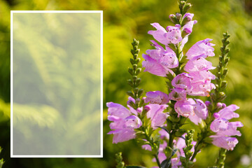 Long inflorescences of a physostegia with serially revealing flowers on a green background of leaves ferns close up. Space for text. Selective focus.
