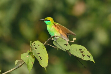 green bee eater bird in habitat