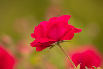 red rose flower