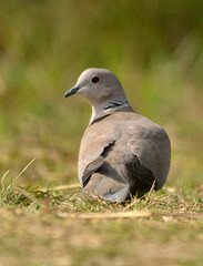 colored dove in a habitat