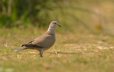 Obraz na płótnie Canvas colored dove in a habitat