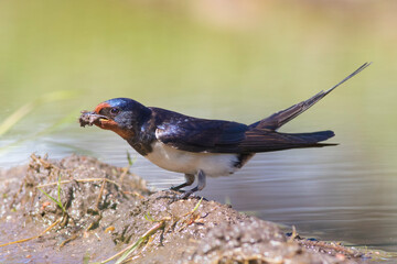 Swallow collects building material for the construction of a nest on the shore of a spring reservoir