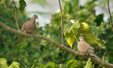 colored dove in a habitat