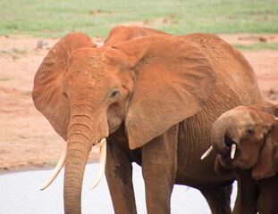 Fototapeta na wymiar A Group of Elephants in Tsavo East NAtional Park