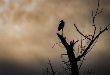 Heron Silhouette at Sunset