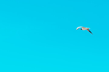 vector illustration of a bird