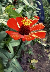 orange flower
