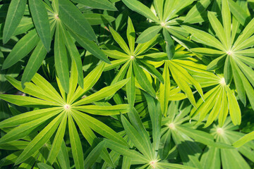 Green leaves of lupinus