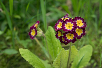 Red primula flowers