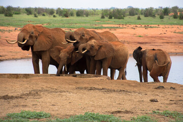 Naklejka na ściany i meble A Group of Elephants in Tsavo East NAtional Park