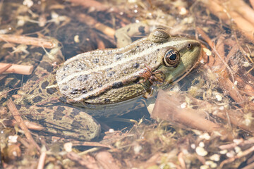 Frog is sitting in his pool enjoying the sun, protected nature area, travel location, Dutch wildlife, beautiful little bird, Volgermeerpolder Amsterdam