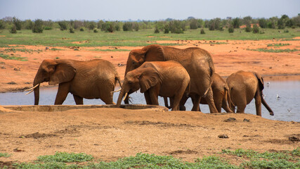 A Group of Elephants in Tsavo East NAtional Park