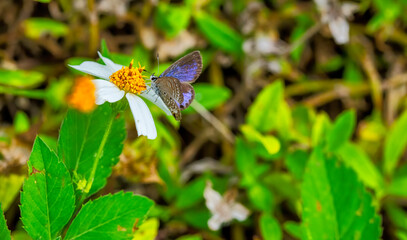 purple butterfly