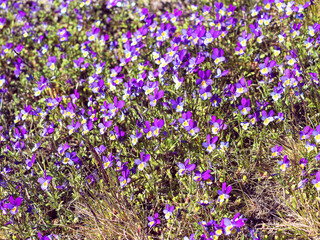 Obraz premium Blue pansies or pansies blooming in the garden. A glade of spring blooming flowers. The season of blooming pansies. Pansies bloom in spring