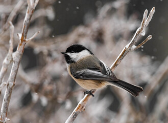 Obraz premium Black-capped Chickadee in Winter