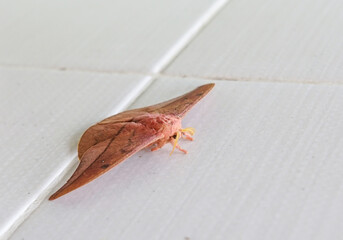 Emperor Gum Moth (Opodiphthera eucalypti) is a Australian moth caterpillars spread wings on a white wall