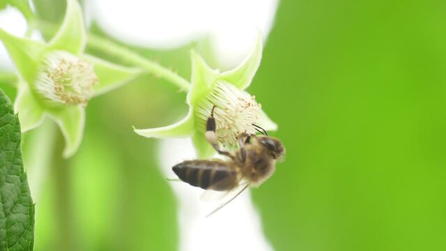 Honey bees on flower pollination macro shot slow motion