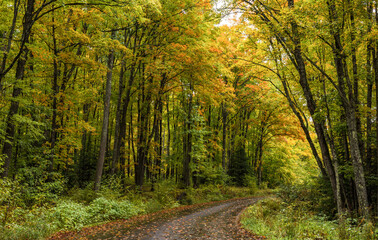 Road in a Green Forest