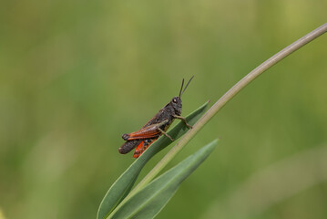 grillo su una pianta al sole