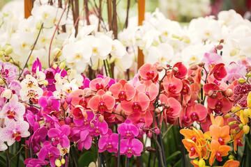 Close-up of colored orchids in a flowerpot / Exhibition Keukenhof Nitherlands