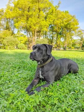 Grey cane-corso on a grass
