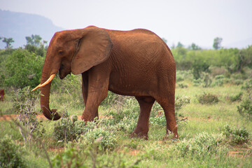 Fototapeta na wymiar A Lone Elephant