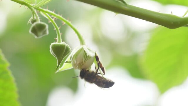 Honey bees on flower pollination macro shot slow motion
