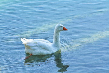 Anatre sulle acque del fiume Adda.