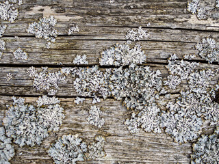  Wood With Cracks