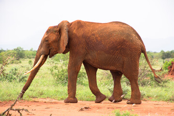 A Lone Elephant