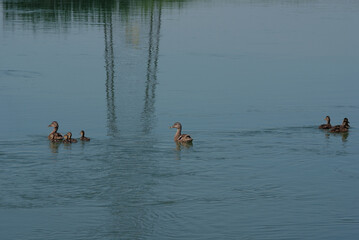 famiglia di anatre nel canale d'acqua