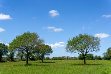 Fototapeta na wymiar Les arbres et le ciel bleu