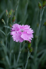 pink clove in the garden
