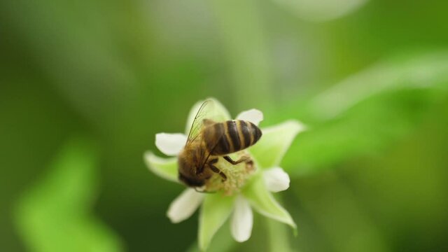 Honey bees on flower pollination macro shot slow motion